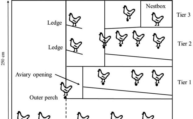 Litter use by laying hens in a commercial aviary: dust bathing and piling