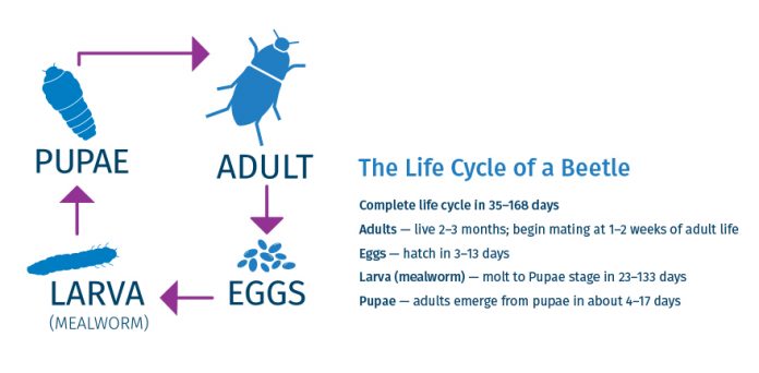 Beetle Life Cycle Graphic