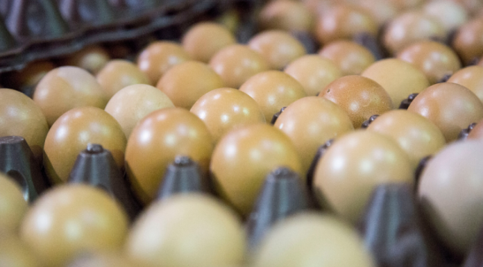 Podcast: Dr. Kristi Scott – Cracking the egg market amid coronavirus