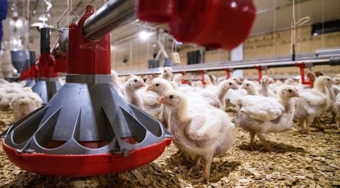 Arkansas assists with research into poultry industry sustainability