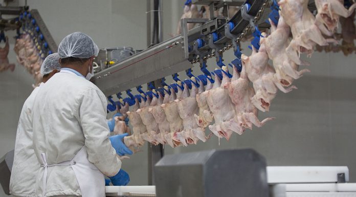 Performance Trace Minerals Can Help Control Salmonella Typhimurium in Poultry