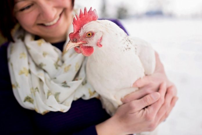 backyard-chickens1-supplied-blog-post-pic