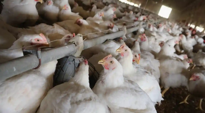 Hundreds of thousands of chickens to be culled after Covid disruption