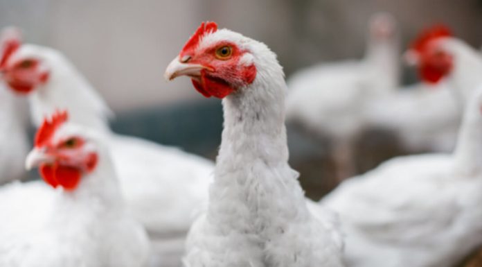 Immunomodulation is Key to Poultry Welfare and Performance