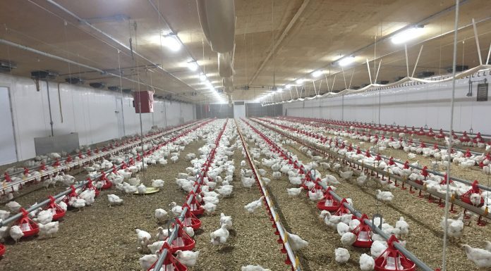 Manage Winter Challenges of Protecting Poultry House Litter Quality