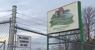 Shutdown of N.S. poultry plant could result in widespread euthanization of chickens: expert