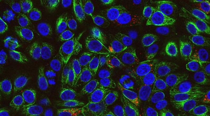 Pirbright reveals new method to study poultry virus (IBV) which could reduce the need to use birds in research