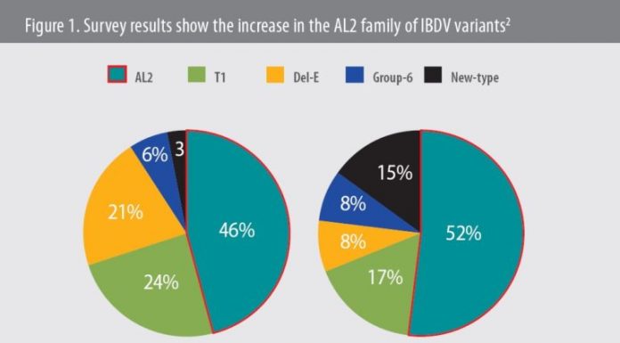 AL2 variants now account for more than half of IBDV field isolates in broilers
