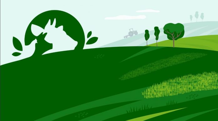 CBS Yeast Bioactives strengthens health toolbox for livestock