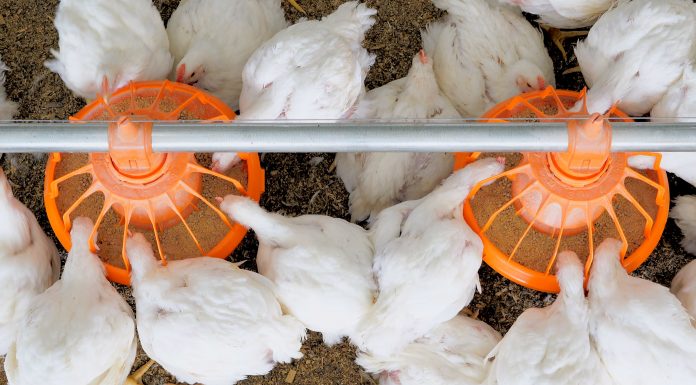 ODA, ODNR advise poultry owners to protect flocks from unknown songbird illness