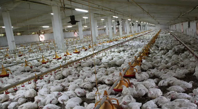 E. coli and Antibiotic Resistance: Impact on the Poultry Sector