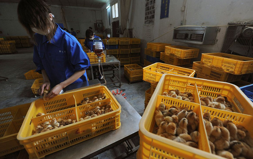 China reports first human case of H10N3 bird flu