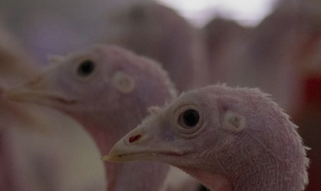 Stenorol® – Derived from Nature