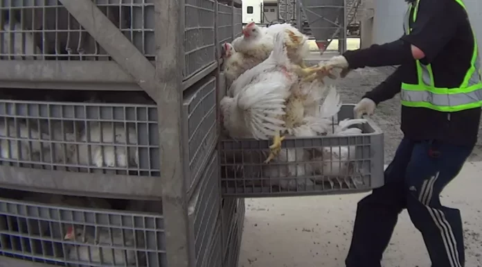 Chilliwack company pleads guilty in chicken abuse case