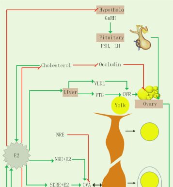 A meta-analysis on the relationship between goose age and egg weight