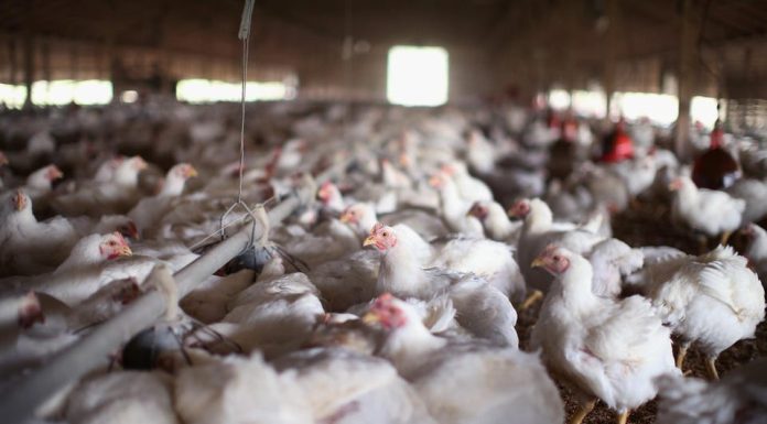 USDA rethinks approach to controlling salmonella in poultry