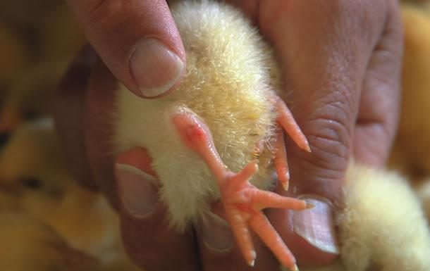 Red hocks in day old chicks or poults