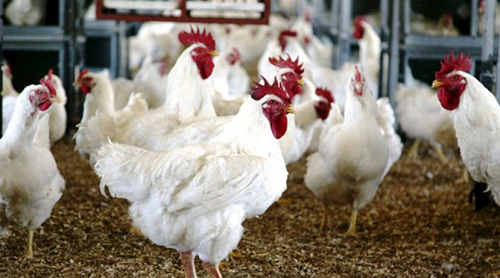 Global poultry industry battles grim spell of bird-flu cases