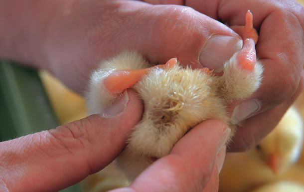 Preventing Omphalitis to reduce first week mortality