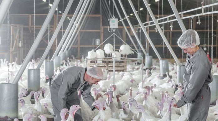 Turkey Sustainability: Striving for antibiotic free resistance