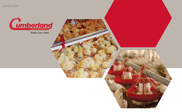 How to create the ideal bird environment