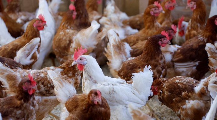 Researchers hope to develop rapid pathogen testing for poultry