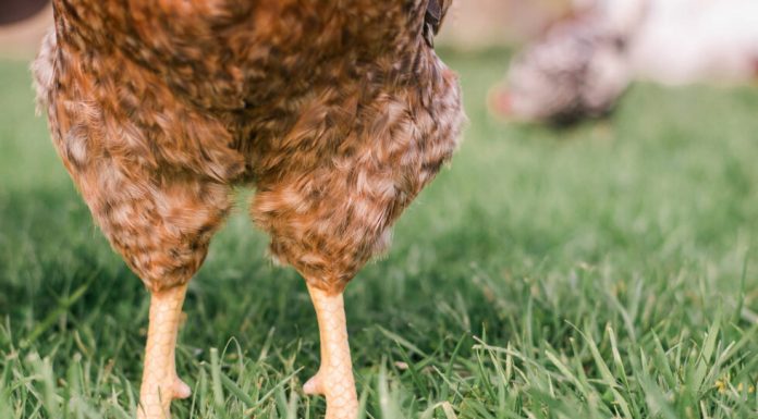 Gail Damerow Discusses Bumblefoot in Chickens and Ducks