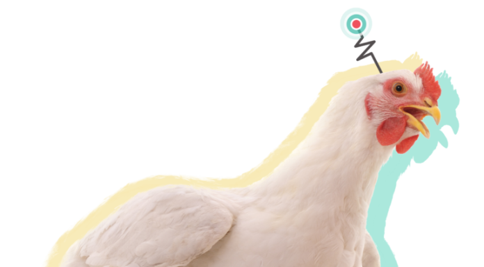 Using microchips to improve efficiency and bird health on poultry farms