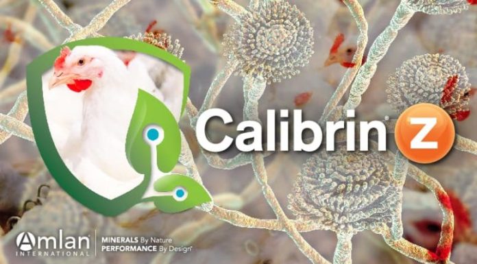 Calibrin®-Z Excels in Broiler Study Comparing Mycotoxin-Targeting Feed Additives