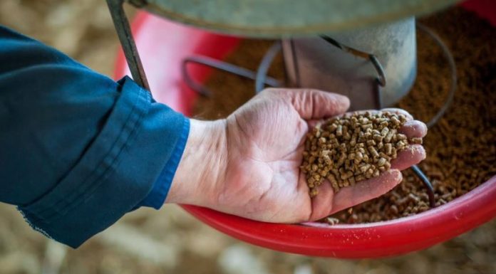 The importance of proper turkey nutrition