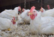Migration Season Puts Alberta Poultry Producers on High Alert