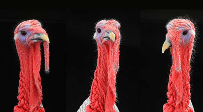 Managing protozoal diseases in turkeys: There’s a lot we need to learn