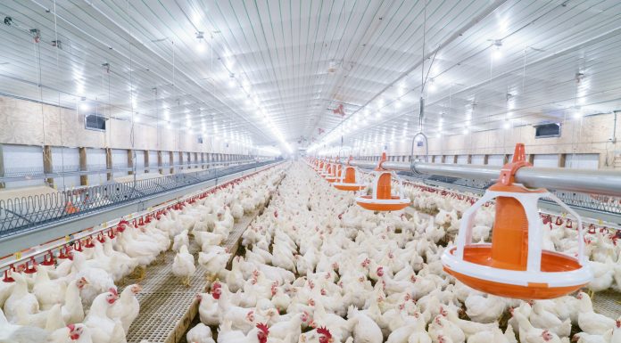 Broiler breeder feed treatment with a formaldehyde-based sanitizer and its consequences on reproduction, feed and egg contamination, and offspring livability