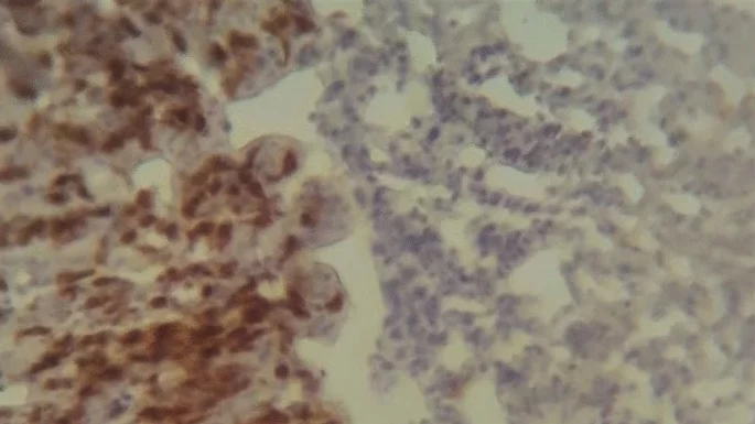 Salmonella enterica serovars in absence of ttrA and pduA genes enhance the cell immune response during chick infections