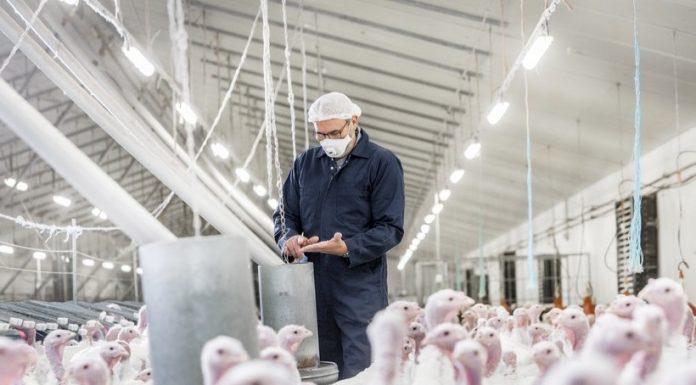 Prepare your turkeys for summer with these nutrition recommendations