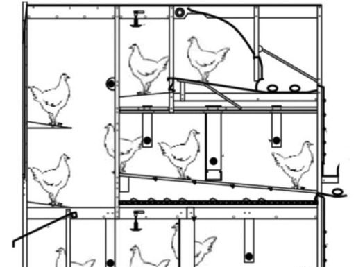 Can UV light induce movement in cage-free laying hens?