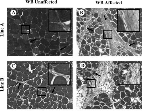 Broiler breast muscle myopathies: association with satellite cells