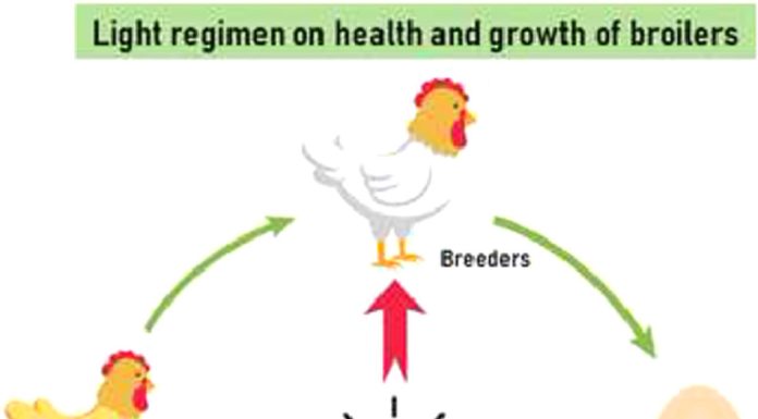 Light regimen on health and growth of broilers: an update review