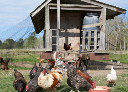 How to Read Your Backyard Animal’s Feed Tag: Everything You Need to Know