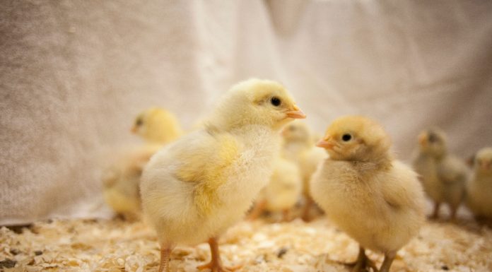 ‘Poop in the coop’: developing fecal-based diagnostic tests for broilers