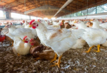 From Oilfields to Chicken Farms: The Global Impact of the Iran War on Poultry Supply
