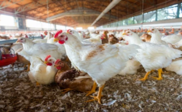 From Oilfields to Chicken Farms: The Global Impact of the Iran War on Poultry Supply