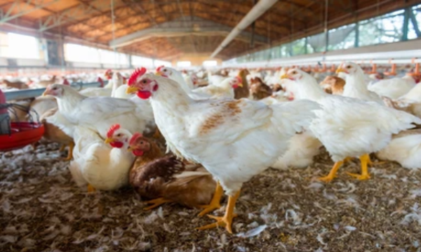 From Oilfields to Chicken Farms: The Global Impact of the Iran War on Poultry Supply