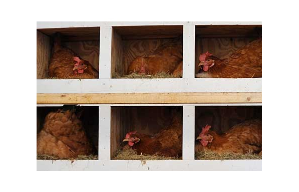 How Many Chicken Nest Boxes Do You Need?