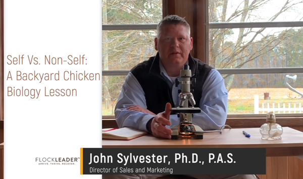 Self vs Non-Self: A Backyard Chicken Biology Lesson