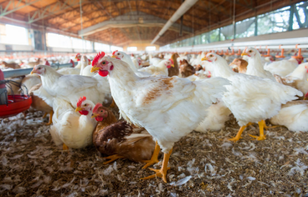 Ancient Chickens Shine Light on Evolution of Major Poultry Disease