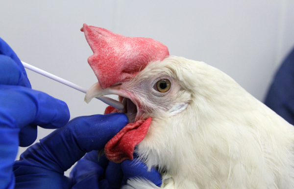 US finds fewer cases of avian flu in wild birds, a good sign for poultry