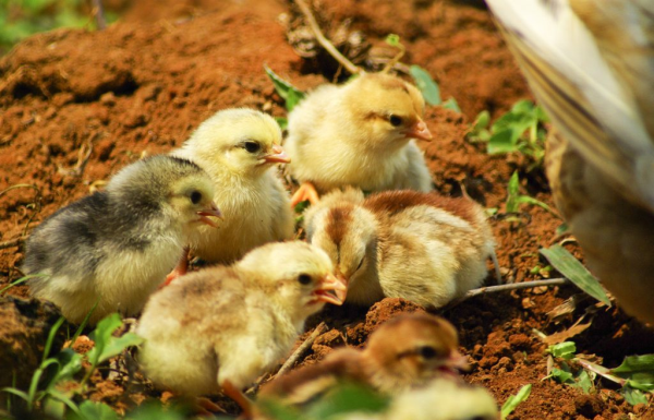 Poultry Farmers Warned to be Vigilant Against Avian Flu, Cases Detected in Northumberland County