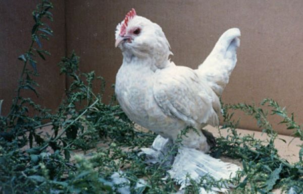 True Bantam Chicken Breeds