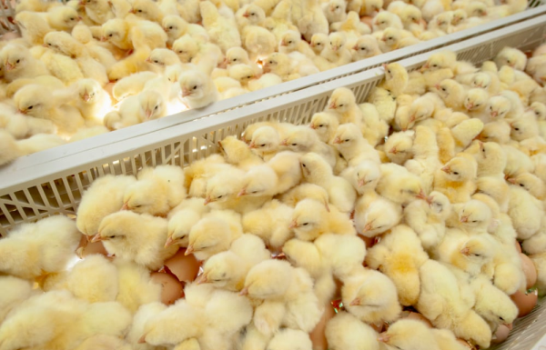 Revolutionizing Poultry Ethics: In Ovo’s Gender-Typing Technology Offers a Humane Solution to Male Chick Culling